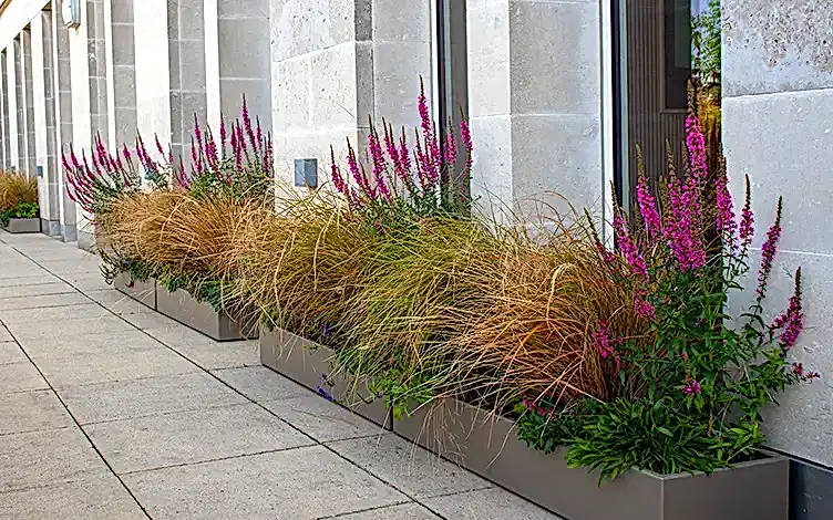 grasses