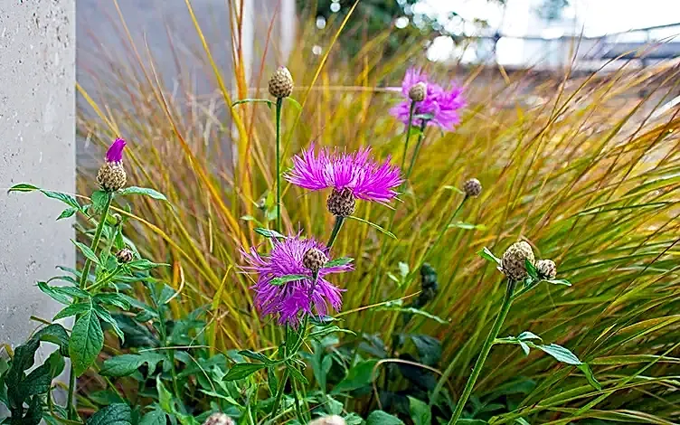 pink knapweed