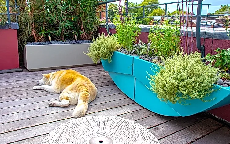 deck