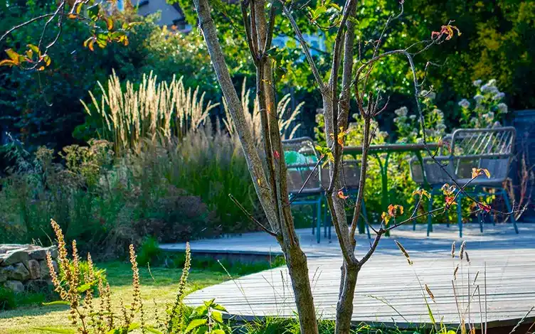 calamagrostis