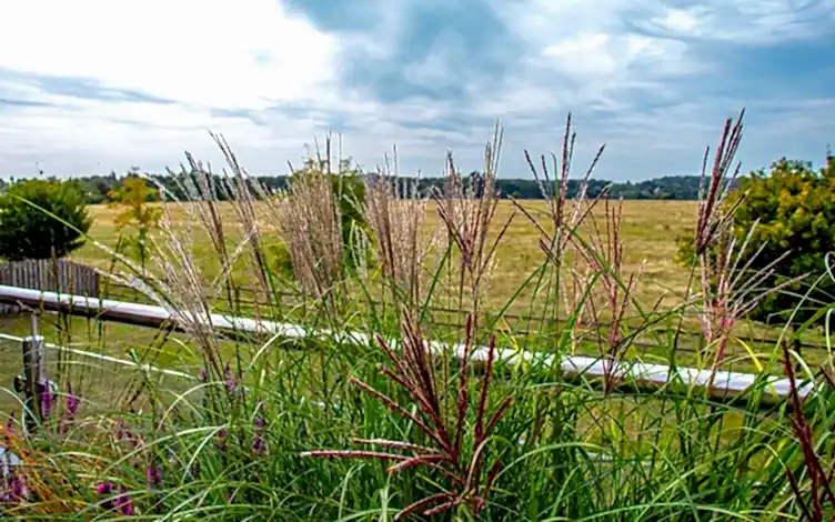 grass