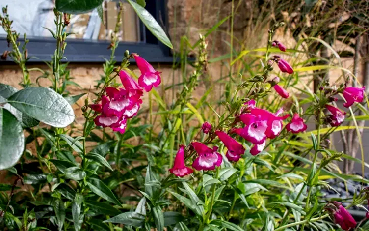 bloom