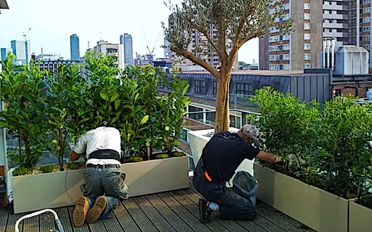 plants
