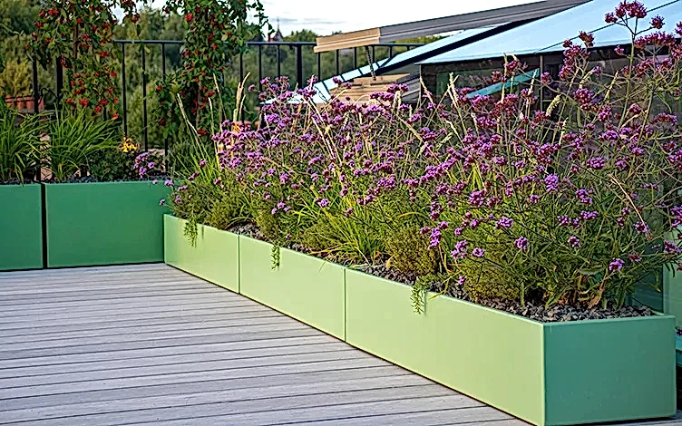 verbena