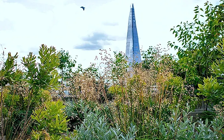 shard