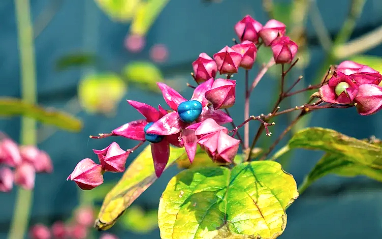 clerodendrum
