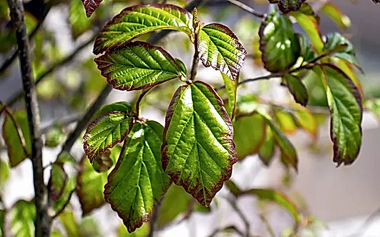 parrotia