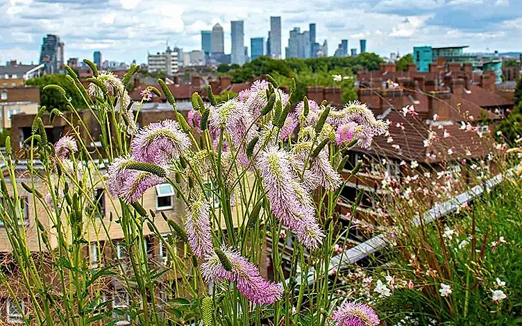 sanguisorba