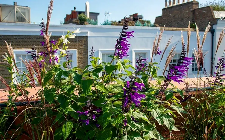 purple