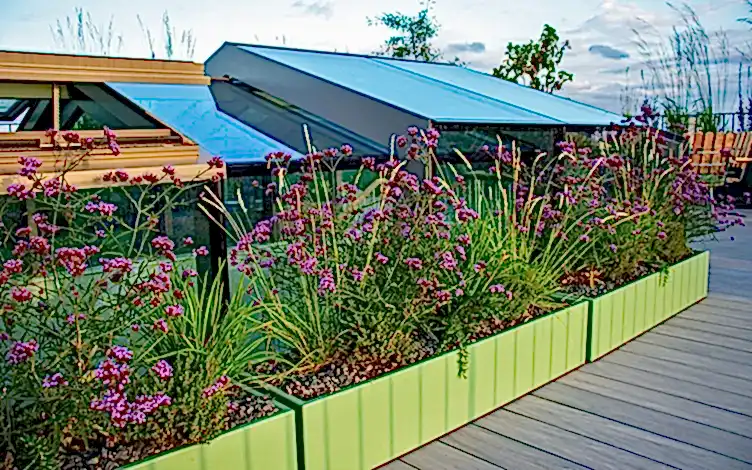 sesleria