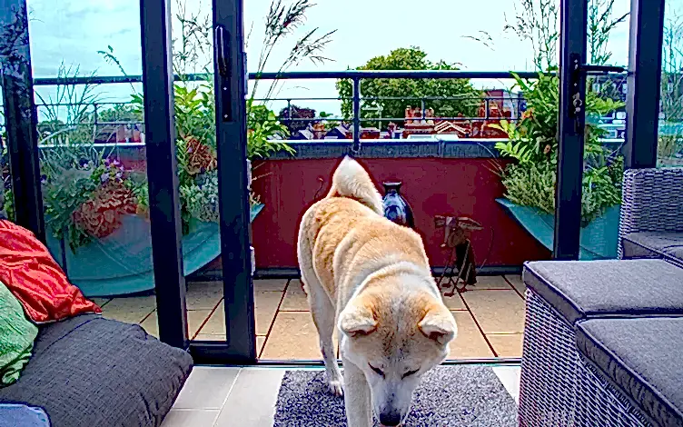 akita