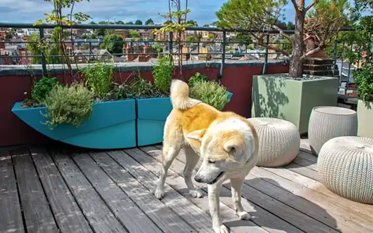 dog