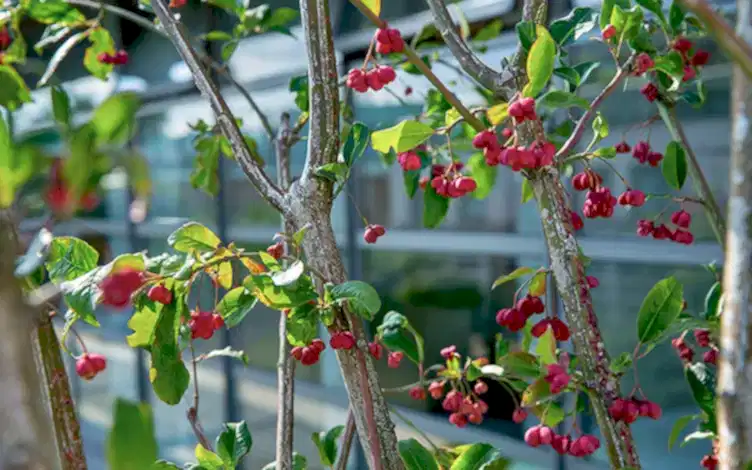 euonymus