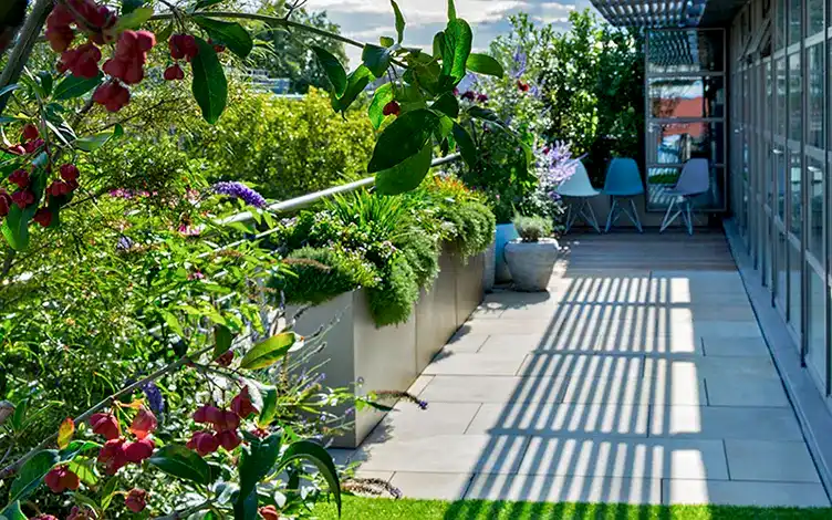 biodiverse roof garden